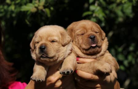 CHRISTMAS CUCCIOLI DI LABRADOR FOXRED SAN NICOLO 8270