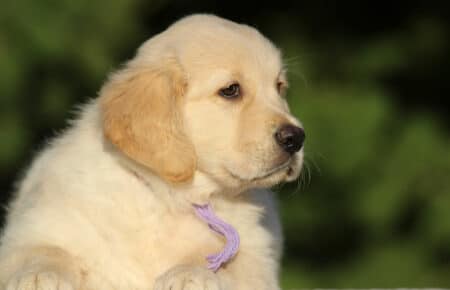 ISABELLE CUCCIOLA FEMMINA DI CUCCIOLI DI GOLDEN RETRIEVER SAN NICOLO 9396