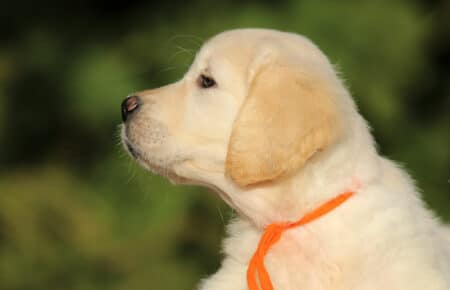 ISABELLE CUCCIOLA FEMMINA DI GOLDEN RETRIEVER SAN NICOLO 9361