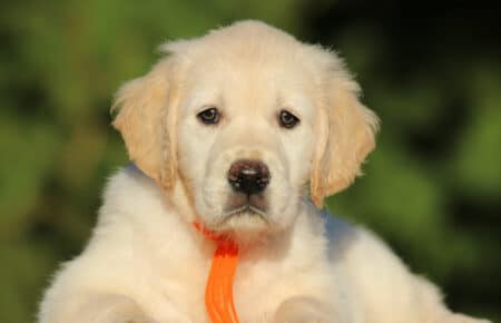 ISABELLE CUCCIOLA FEMMINA DI GOLDEN RETRIEVER SAN NICOLO 9363
