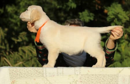 ISABELLE CUCCIOLA FEMMINA DI GOLDEN RETRIEVER SAN NICOLO 9375