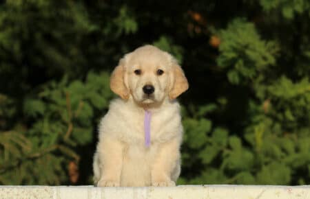 ISABELLE CUCCIOLA FEMMINA DI GOLDEN RETRIEVER SAN NICOLO 9384