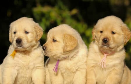 ISABELLE CUCCIOLE FEMMINE DI GOLDEN RETRIEVER SAN NICOLO 8894