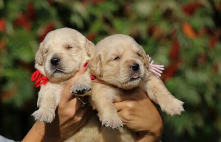 ISABELLE CUCCIOLI DI GOLDEN RETRIEVER SAN NICOLO 8487