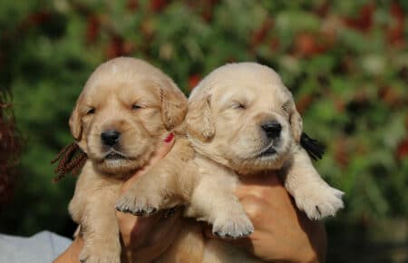 ISABELLE CUCCIOLI DI GOLDEN RETRIEVER SAN NICOLO 8489