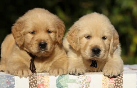 ISABELLE CUCCIOLI MASCHI DI GOLDEN RETRIEVER 8798