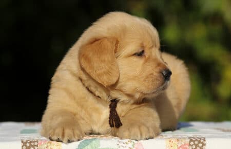 ISABELLE CUCCIOLO MASCHIO COLLARE MARRONE DI GOLDEN RETRIEVER 8827