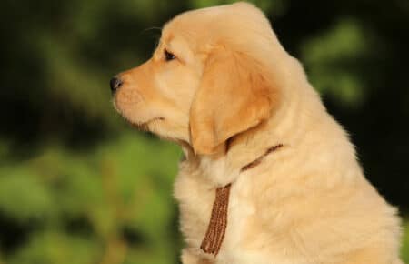 ISABELLE CUCCIOLO MASCHIO DI GOLDEN RETRIEVER SAN NICOLO 9299