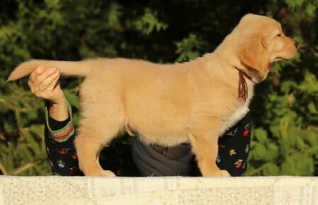 ISABELLE CUCCIOLO MASCHIO DI GOLDEN RETRIEVER SAN NICOLO 9320