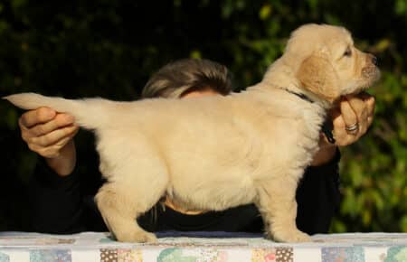 ISABELLE CUCCIOLO MASCHIO DI GOLDEN RETRIEVER 8805