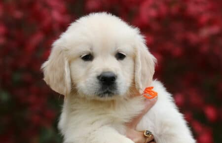 MAFALDA CUCCIOLA FEMMINA COLLARE ARANCIONE DI GOLDEN RETRIEVER SAN NICOLO 9189