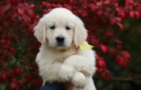 MAFALDA CUCCIOLA FEMMINA COLLARE GIALLO DI GOLDEN RETRIEVER SAN NICOLO 9185