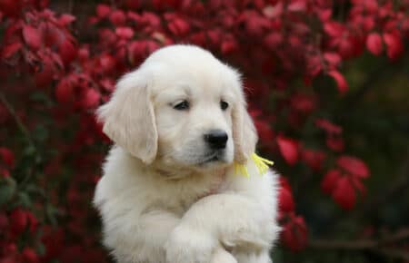 MAFALDA CUCCIOLA FEMMINA COLLARE GIALLO DI GOLDEN RETRIEVER SAN NICOLO 9187