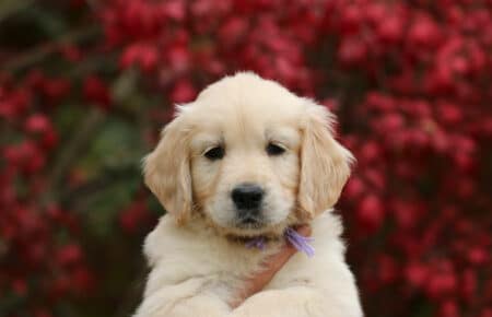 MAFALDA CUCCIOLA FEMMINA COLLARE LILLA DI GOLDEN RETRIEVER SAN NICOLO 9197