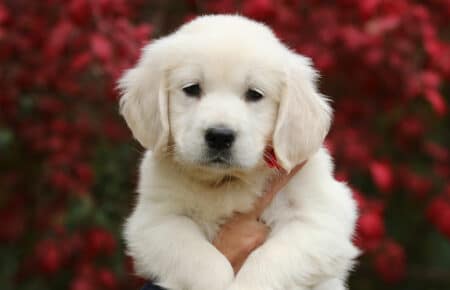 MAFALDA CUCCIOLA FEMMINA COLLARE ROSSO DI GOLDEN RETRIEVER SAN NICOLO 9194