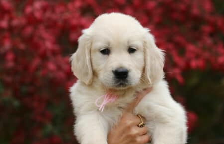 MAFALDA CUCCIOLA FEMMINA NO COLLARE DI GOLDEN RETRIEVER SAN NICOLO 9204