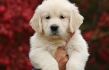 MAFALDA CUCCIOLA FEMMINA NO COLLARE DI GOLDEN RETRIEVER SAN NICOLO 9207