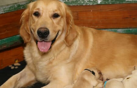 MAFALDA CUCCIOLI DI GOLDEN RETRIEVER SAN NICOLO 8413