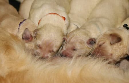 MAFALDA CUCCIOLI DI GOLDEN RETRIEVER SAN NICOLO 8418