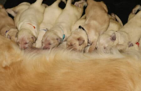MAFALDA CUCCIOLI DI GOLDEN RETRIEVER SAN NICOLO 8419