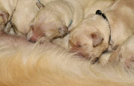 MAFALDA CUCCIOLI DI GOLDEN RETRIEVER SAN NICOLO 8420