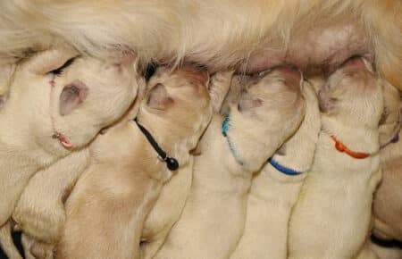 MAFALDA CUCCIOLI DI GOLDEN RETRIEVER SAN NICOLO 8423