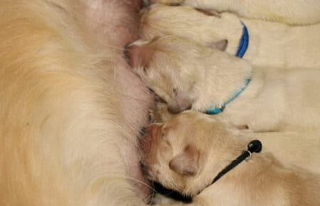 MAFALDA CUCCIOLI DI GOLDEN RETRIEVER SAN NICOLO 8424