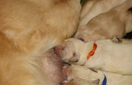 MAFALDA CUCCIOLI DI GOLDEN RETRIEVER SAN NICOLO 8425