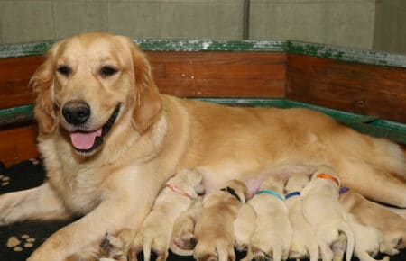 MAFALDA CUCCIOLI DI GOLDEN RETRIEVER SAN NICOLO 8431