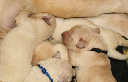 MAFALDA CUCCIOLI DI GOLDEN RETRIEVER SAN NICOLO 8432