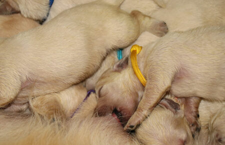 MAFALDA CUCCIOLI DI GOLDEN RETRIEVER SAN NICOLO 8433