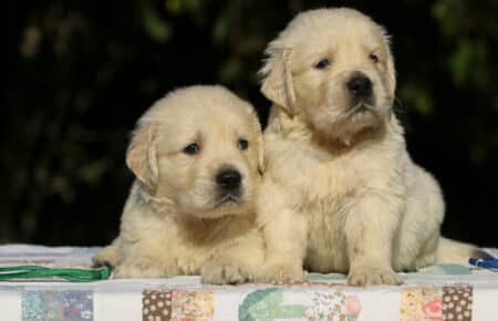 MAFALDA CUCCIOLI DI GOLDEN RETRIEVER SAN NICOLO 8638