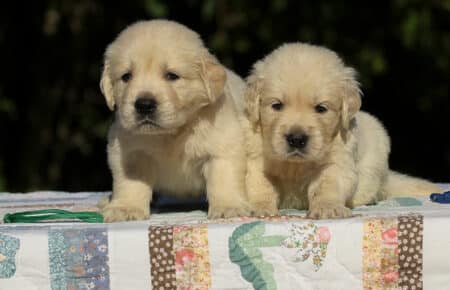 MAFALDA CUCCIOLI DI GOLDEN RETRIEVER SAN NICOLO 8640