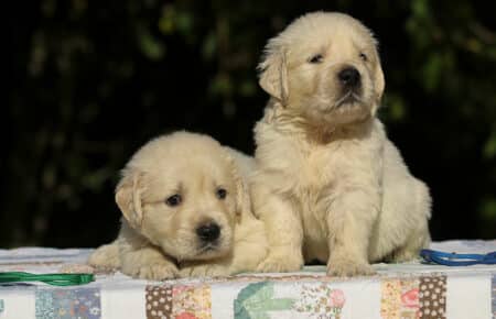 MAFALDA CUCCIOLI DI GOLDEN RETRIEVER SAN NICOLO 8649