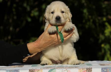 MAFALDA CUCCIOLI DI GOLDEN RETRIEVER SAN NICOLO 8653