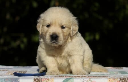 MAFALDA CUCCIOLI DI GOLDEN RETRIEVER SAN NICOLO 8656