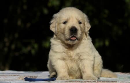 MAFALDA CUCCIOLI DI GOLDEN RETRIEVER SAN NICOLO 8657