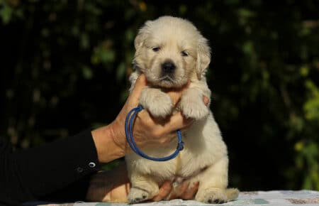 MAFALDA CUCCIOLI DI GOLDEN RETRIEVER SAN NICOLO 8662