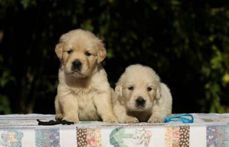 MAFALDA CUCCIOLI DI GOLDEN RETRIEVER SAN NICOLO 8663