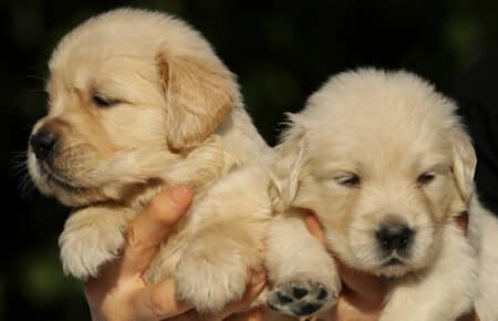 MAFALDA CUCCIOLI DI GOLDEN RETRIEVER SAN NICOLO 8667