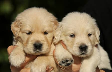 MAFALDA CUCCIOLI DI GOLDEN RETRIEVER SAN NICOLO 8668