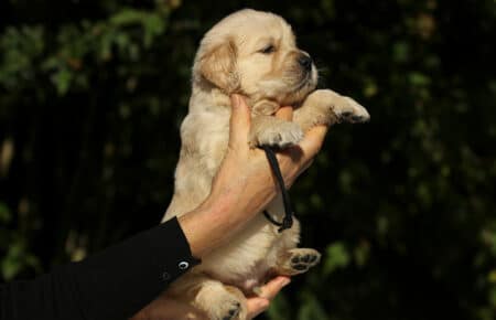 MAFALDA CUCCIOLI DI GOLDEN RETRIEVER SAN NICOLO 8670