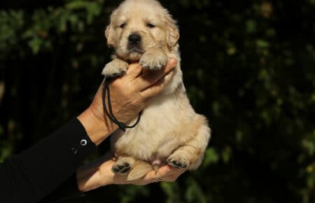 MAFALDA CUCCIOLI DI GOLDEN RETRIEVER SAN NICOLO 8671