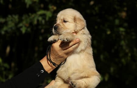 MAFALDA CUCCIOLI DI GOLDEN RETRIEVER SAN NICOLO 8672