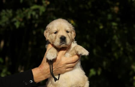 MAFALDA CUCCIOLI DI GOLDEN RETRIEVER SAN NICOLO 8673