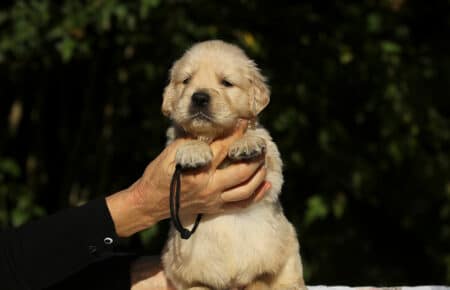 MAFALDA CUCCIOLI DI GOLDEN RETRIEVER SAN NICOLO 8674