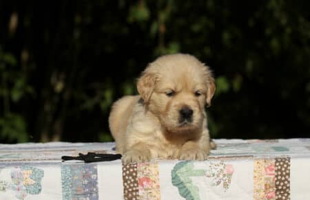 MAFALDA CUCCIOLI DI GOLDEN RETRIEVER SAN NICOLO 8677