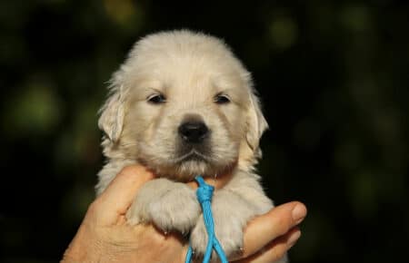 MAFALDA CUCCIOLI DI GOLDEN RETRIEVER SAN NICOLO 8683