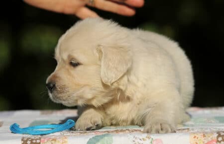 MAFALDA CUCCIOLI DI GOLDEN RETRIEVER SAN NICOLO 8686