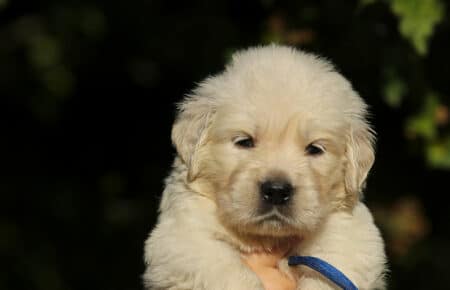 MAFALDA CUCCIOLI DI GOLDEN RETRIEVER SAN NICOLO 8690